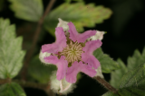 Rubus thibetanus RCP6-07 090.jpg
